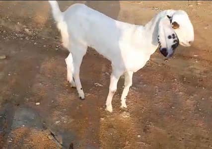 rajanpori bakri abhi 2 dant hoe hai