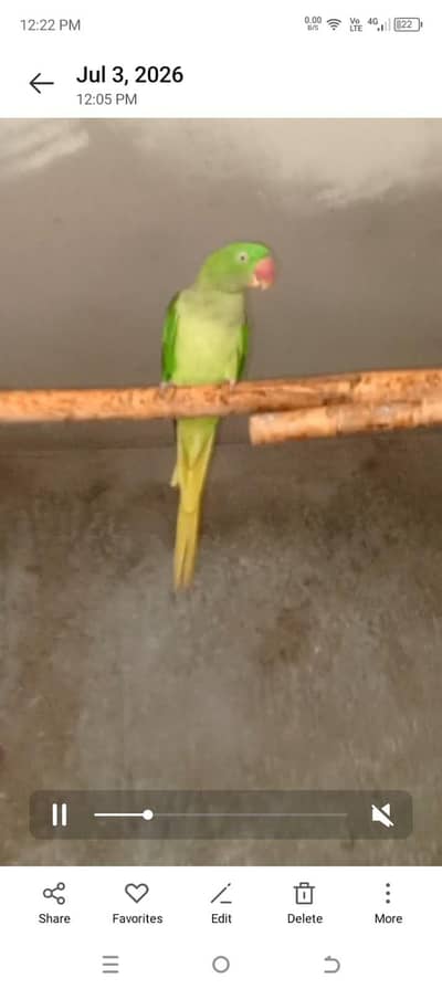 raw parrot