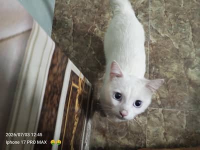 Persian cat for sale 03085348101