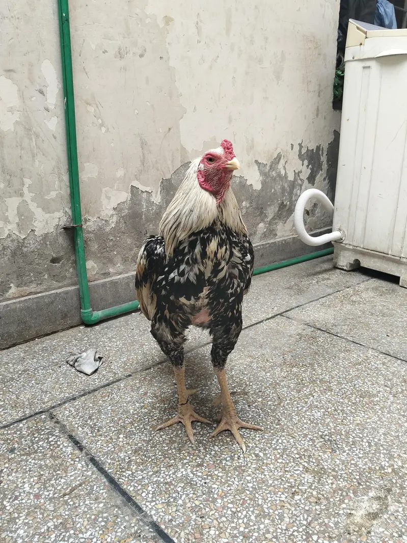 pure quality aseel birds — photo 3
