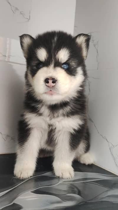 Siberian husky Quality puppies available For sale.