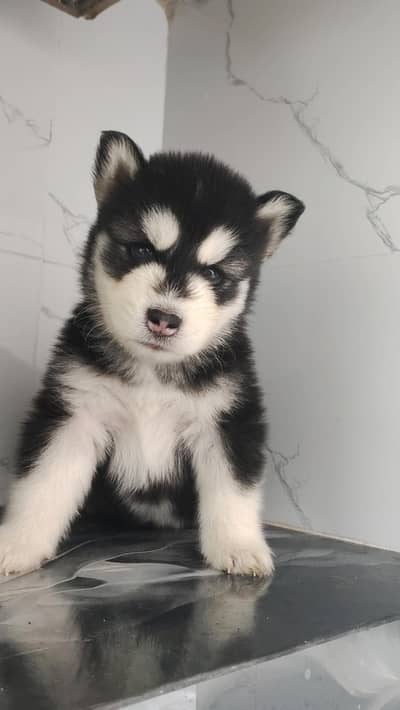 Siberian husky Quality puppies available For sale.
