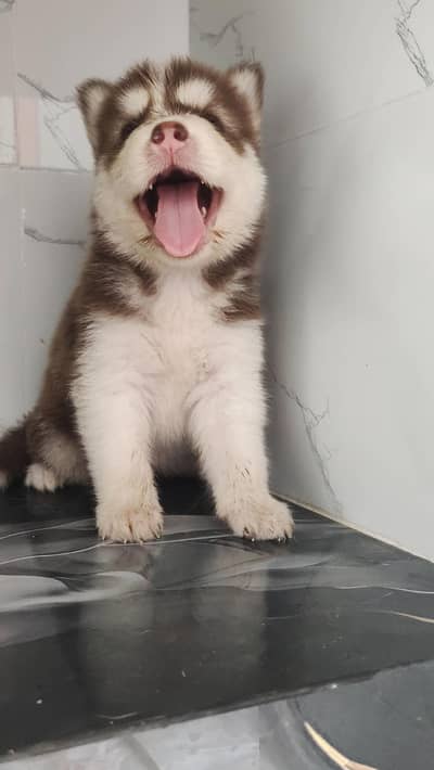 Siberian husky Quality puppies available For sale. . .