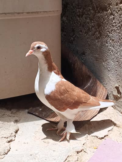 sherazi pair with one chick available for sale
