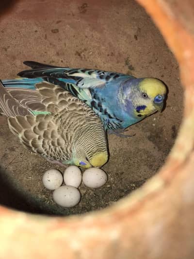 Australian parrot breeder pair (cage available)