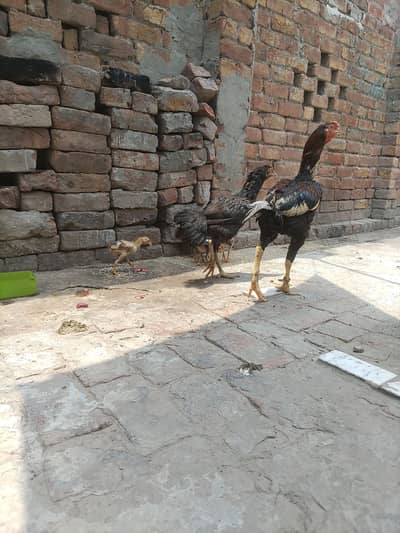 pair origin desi sceneal