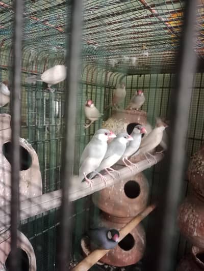 fone silver adult pair