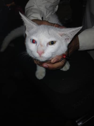 Cat 2 eyes different