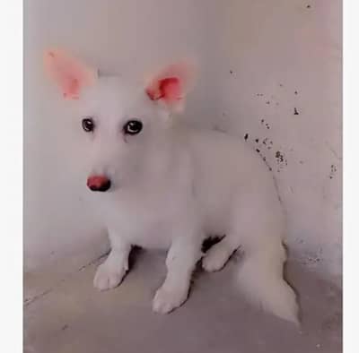 Russian dog female pink nose long coat for sale