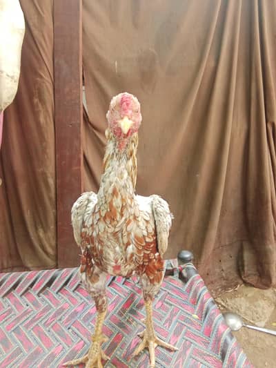 chena seeal patha