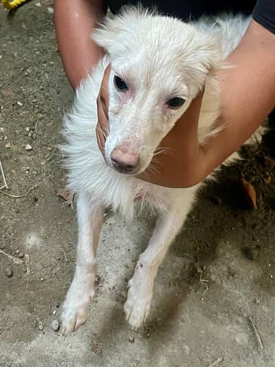 Russian dog for sale