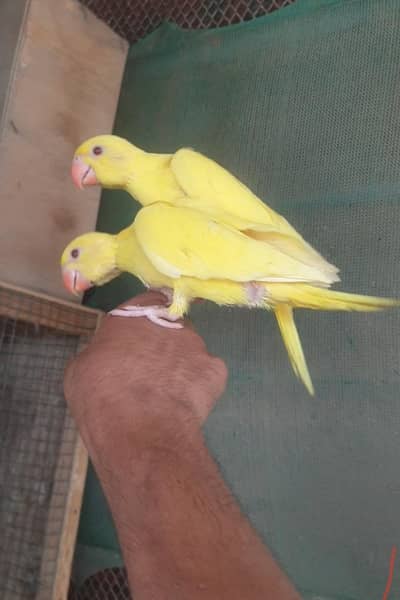 yellow Ringneck baby's/03152248124