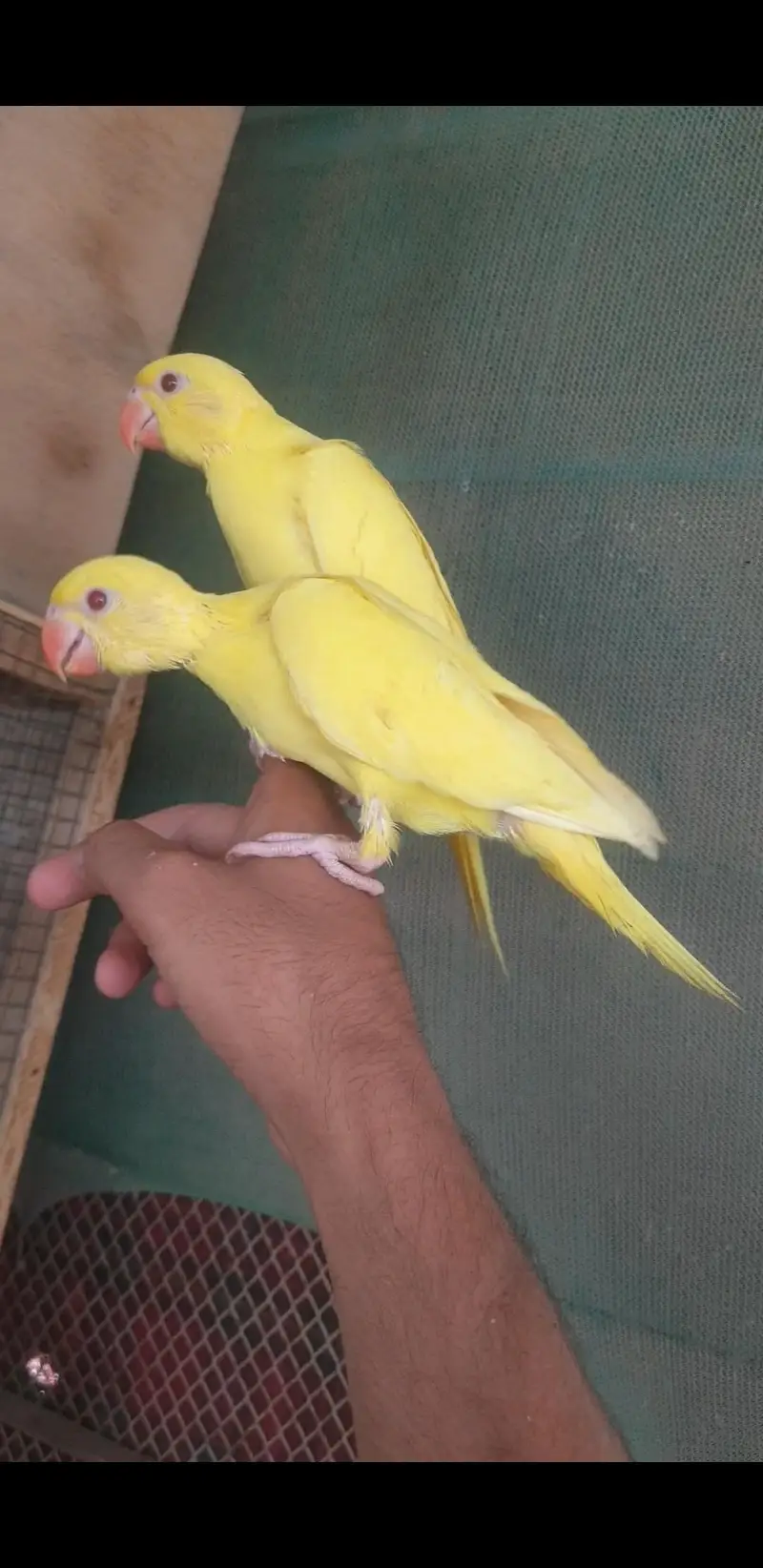 yellow Ringneck baby's/03152248124 — photo 2