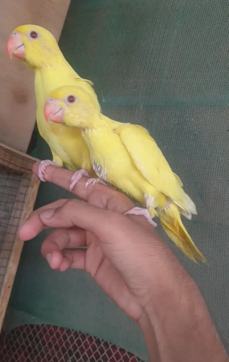 yellow Ringneck baby's/03152248124 — photo 3