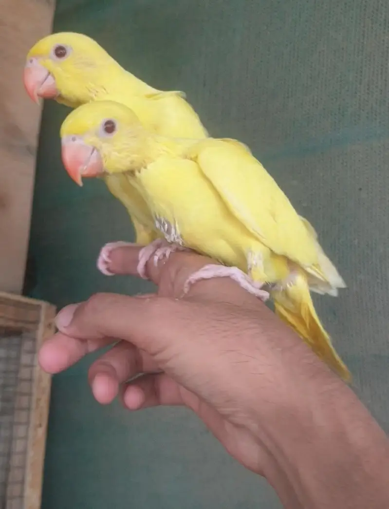 yellow Ringneck baby's/03152248124 — photo 4