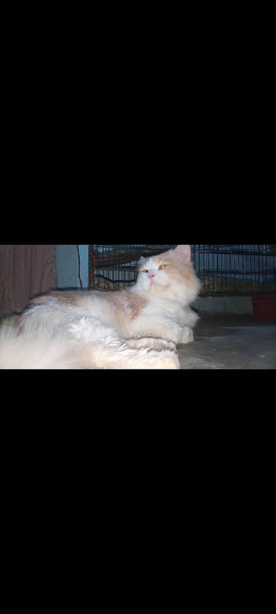 Gorgeous Persian Semi-Punch Face Male Cat (15 Months