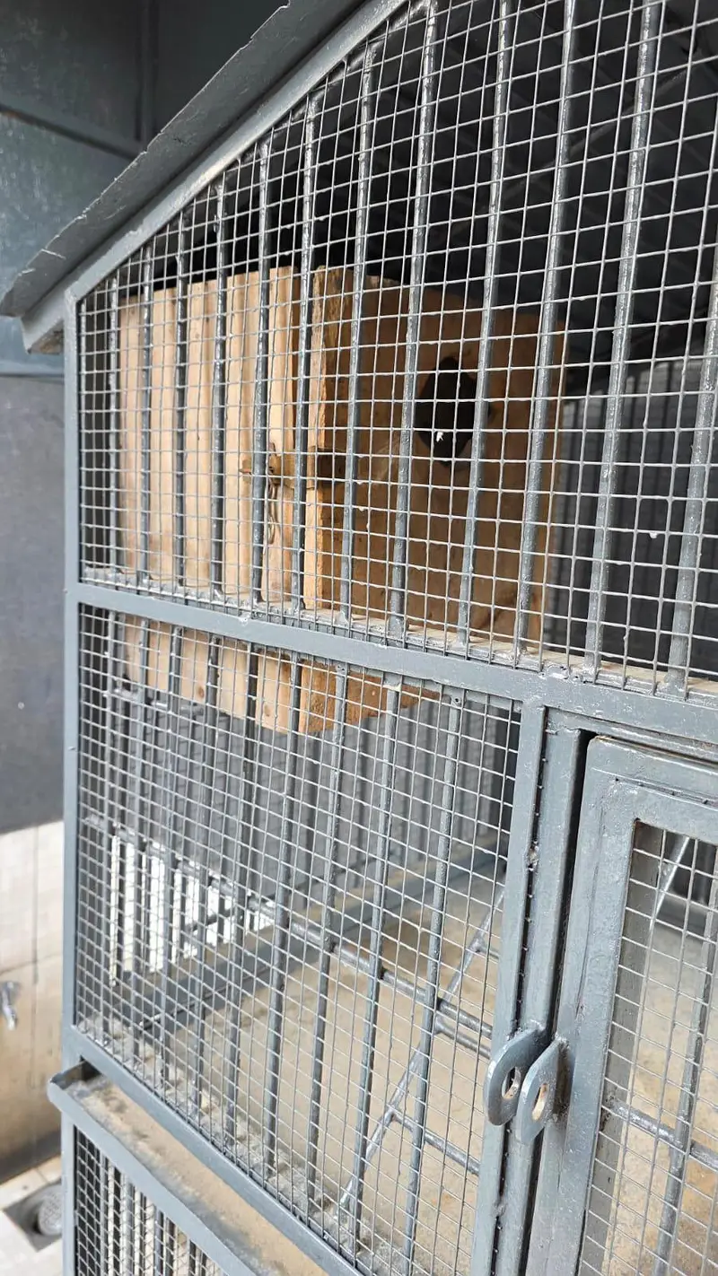 Heavy Duty Pure Iron Bird & Pet Cage 2 Compartments Strong Iron Build — photo 11