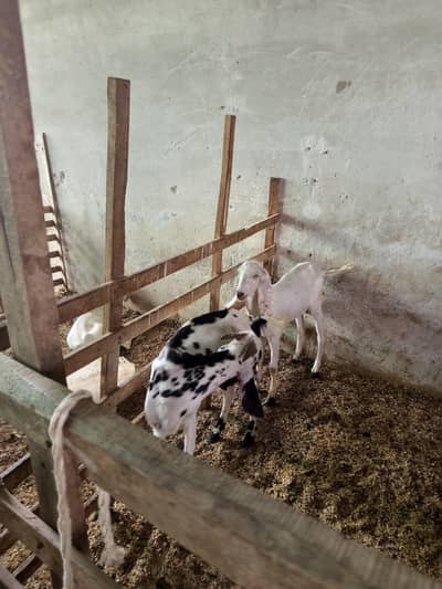 Bakray for sale