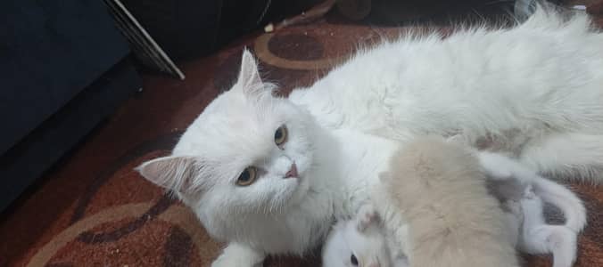 persian cat for sell with new born babys