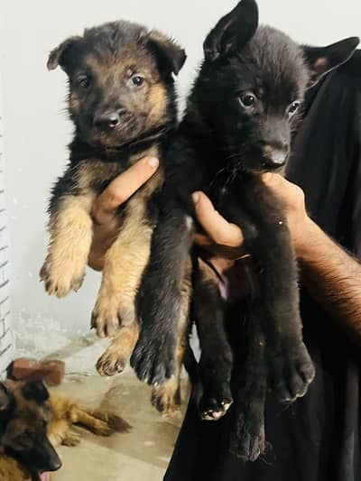One tane male 3black female available for new home