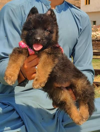 Double coat German shepherd puppies male for sales