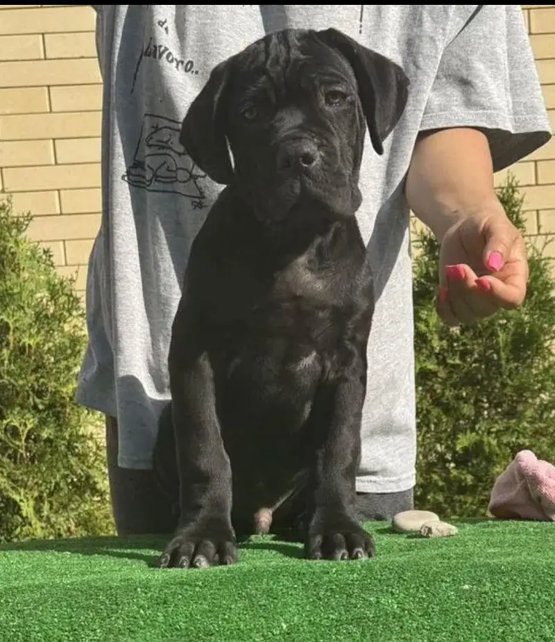 IMPORTED CANE CORSO PUPPIES ARE AVAILABLE FOR BOOKING — photo 6