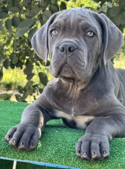 IMPORTED CANE CORSO PUPPIES ARE AVAILABLE FOR BOOKING