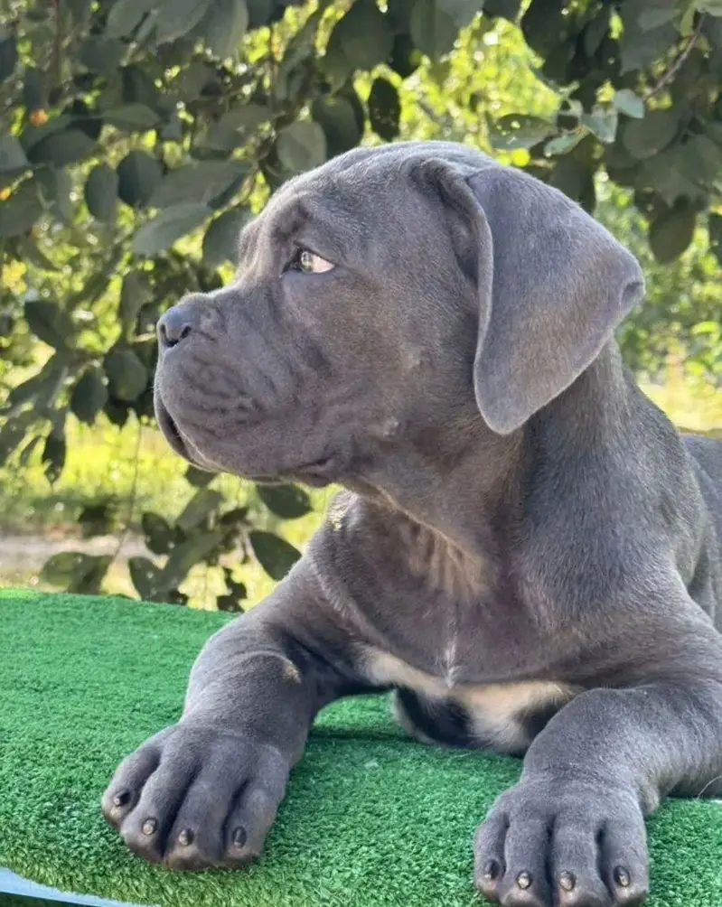 IMPORTED CANE CORSO PUPPIES ARE AVAILABLE FOR BOOKING — photo 3