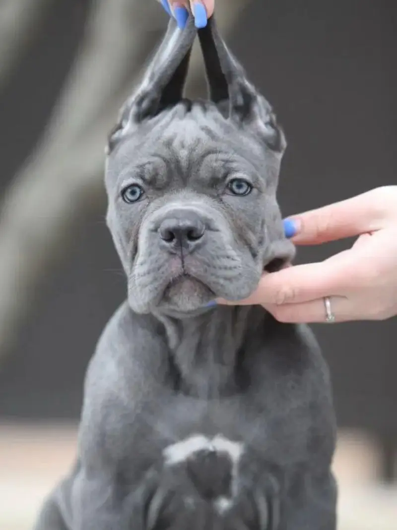 IMPORTED CANE CORSO PUPPIES ARE AVAILABLE FOR BOOKING — photo 4