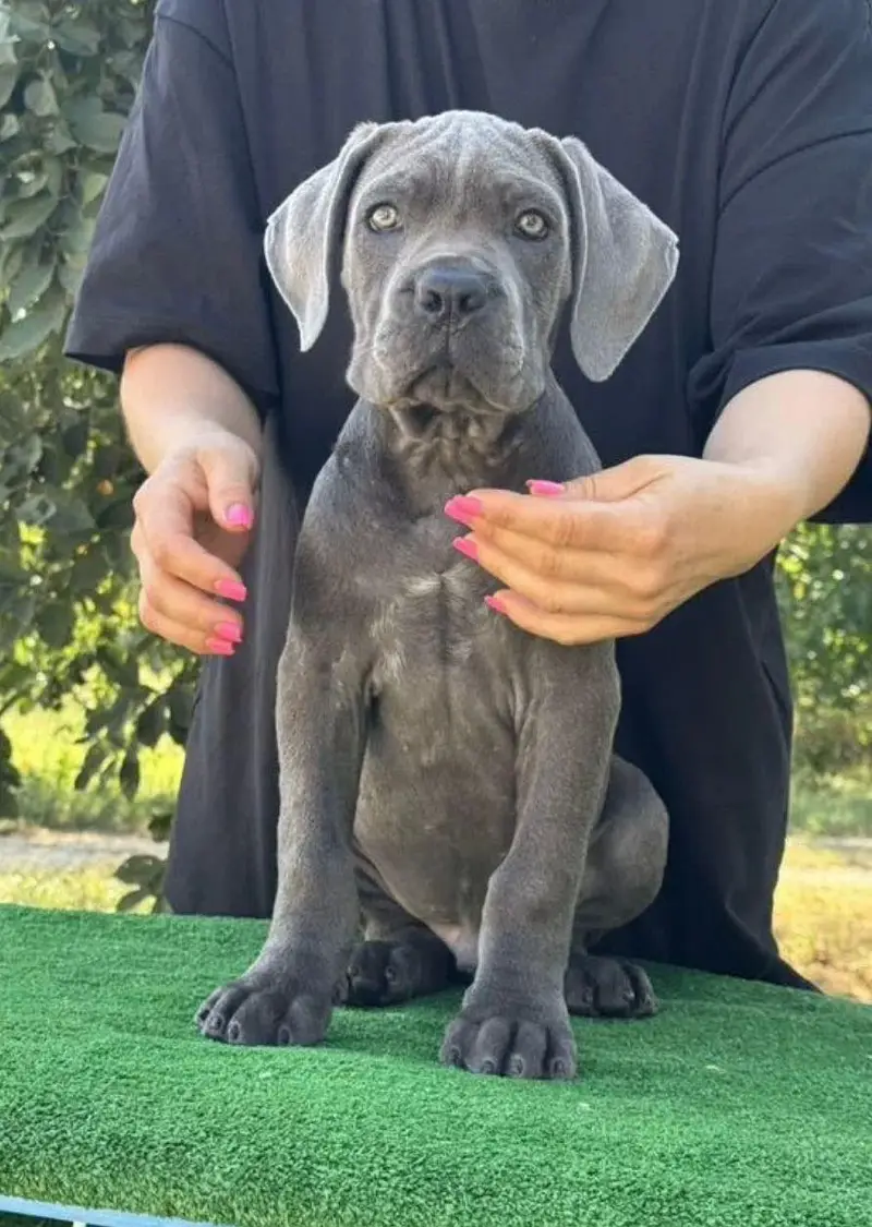 IMPORTED CANE CORSO PUPPIES ARE AVAILABLE FOR BOOKING