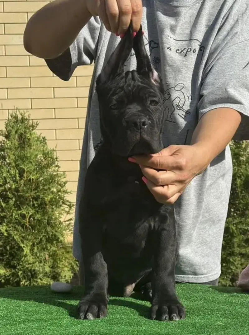 IMPORTED CANE CORSO PUPPIES ARE AVAILABLE FOR BOOKING — photo 5