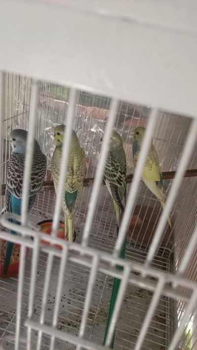 Beautiful Spangle Budgies and Fawn Java pair for Sale
