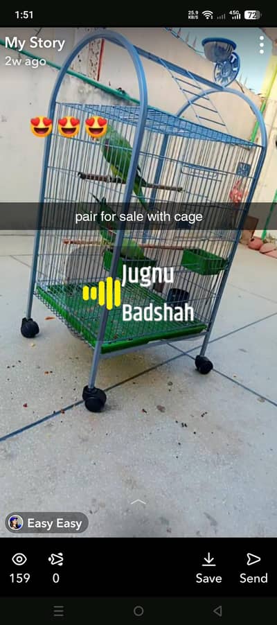 raw pair for sale with cage