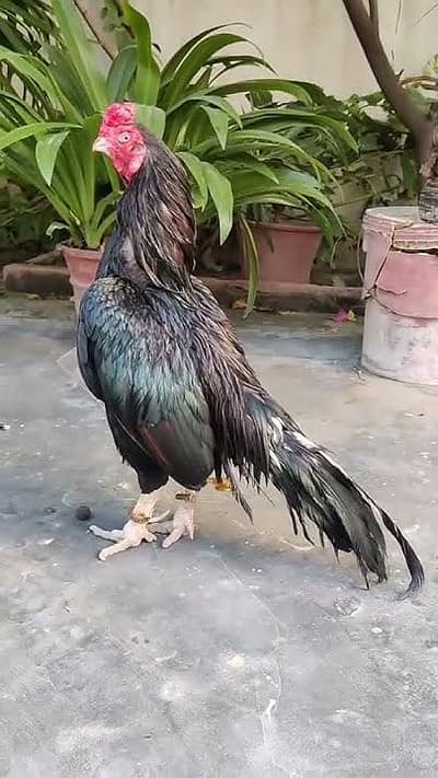 pure aseel 5000 to 50,000