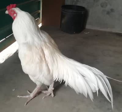 pure aseel 5000 to 50,000
