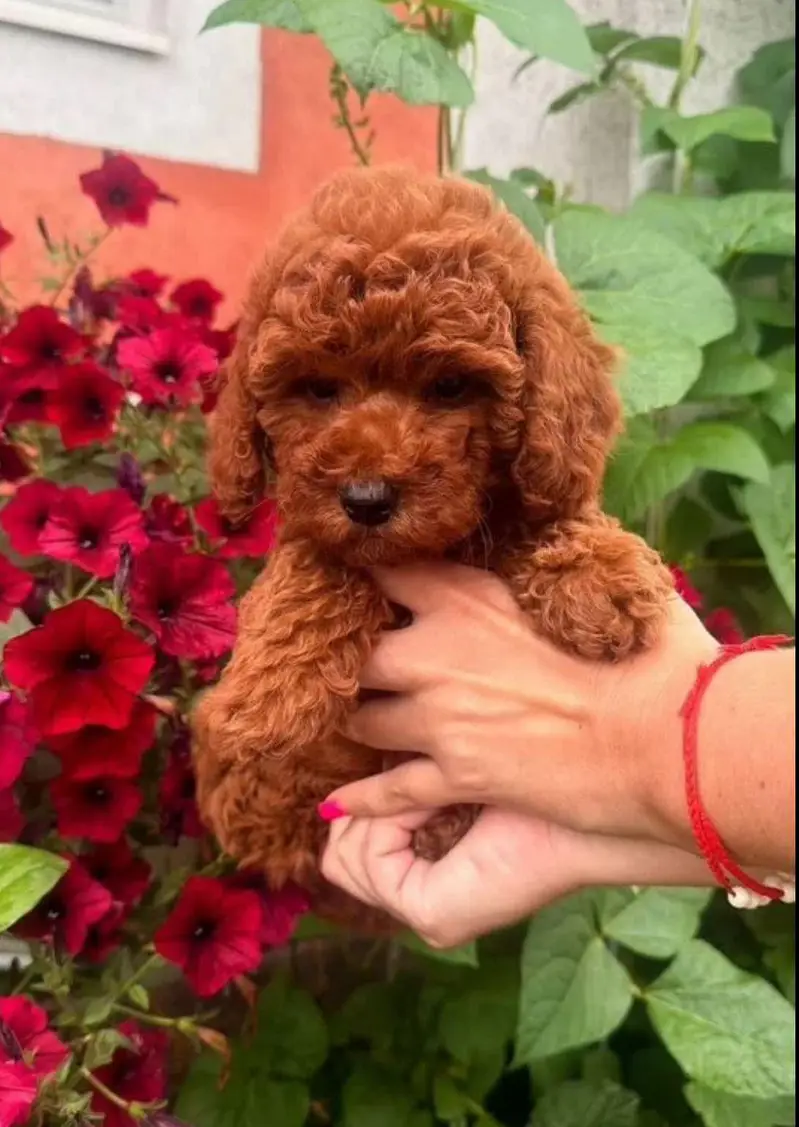 IMPORTED TOY POODLE MALTIPOO PUPPIES ARE AVAILABLE FOR SALE