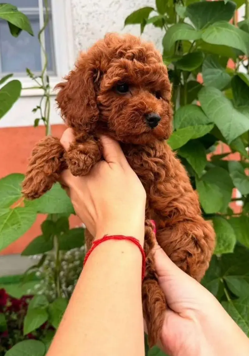 IMPORTED TOY POODLE MALTIPOO PUPPIES ARE AVAILABLE FOR SALE — photo 2