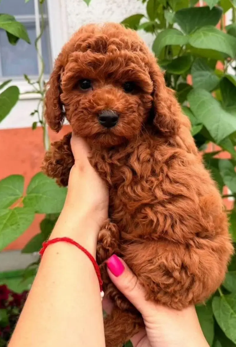 IMPORTED TOY POODLE MALTIPOO PUPPIES ARE AVAILABLE FOR SALE — photo 3