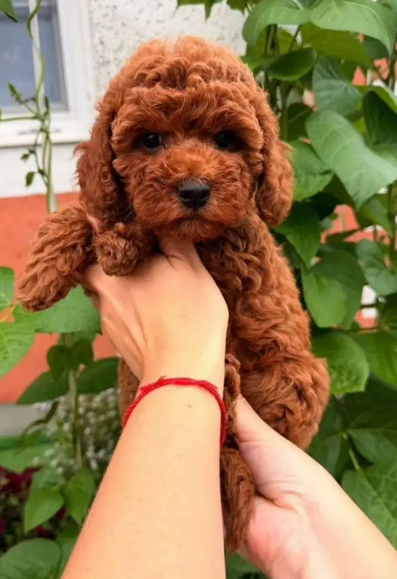 IMPORTED TOY POODLE MALTIPOO PUPPIES ARE AVAILABLE FOR SALE — photo 4