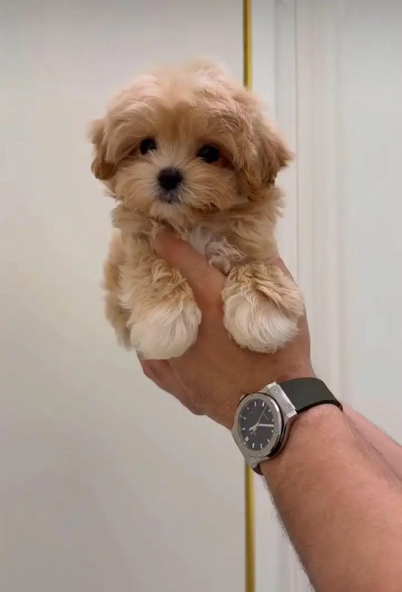 IMPORTED TOY POODLE MALTIPOO PUPPIES ARE AVAILABLE FOR SALE — photo 6