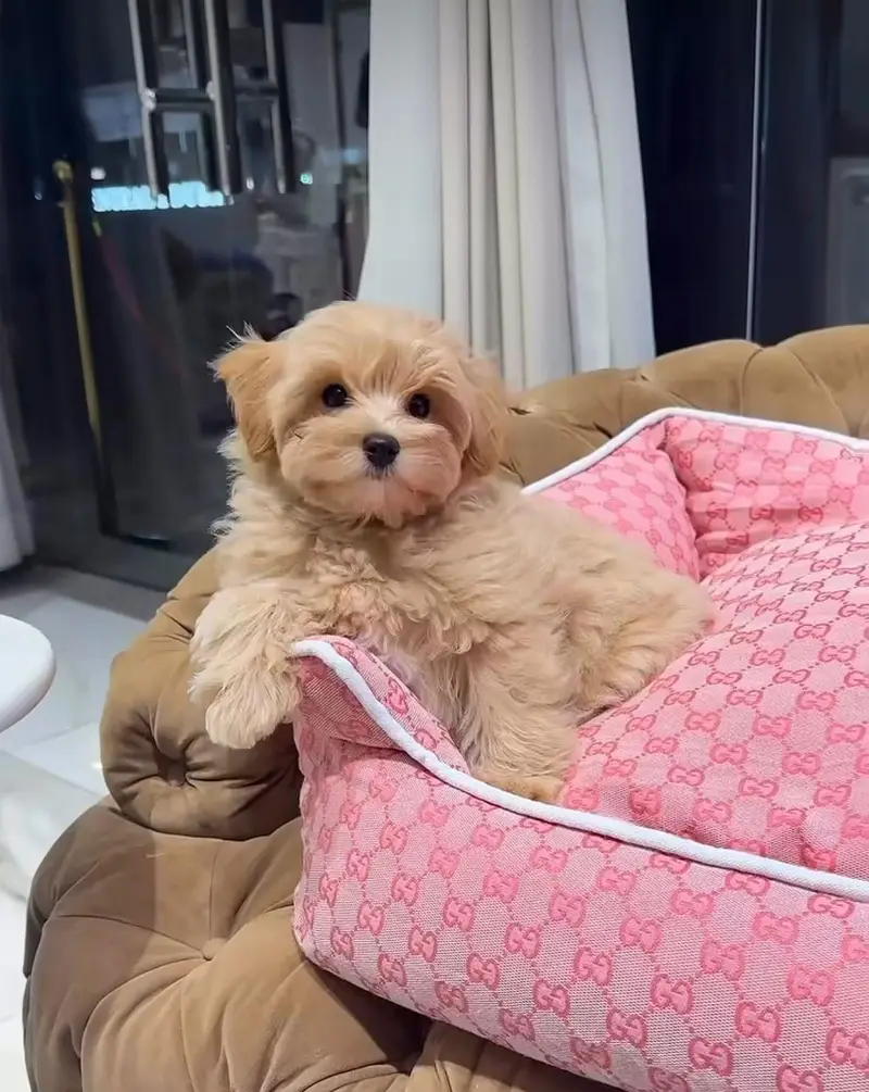IMPORTED TOY POODLE MALTIPOO PUPPIES ARE AVAILABLE FOR SALE — photo 5