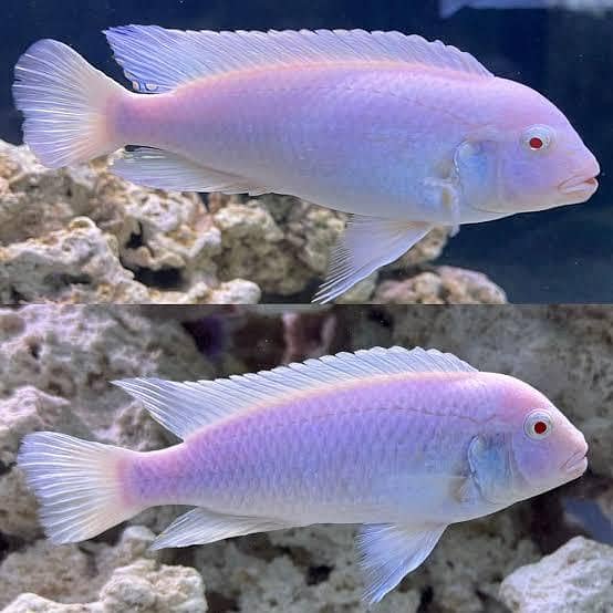 Cichlids 0