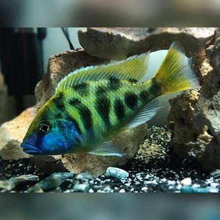 Cichlids 1