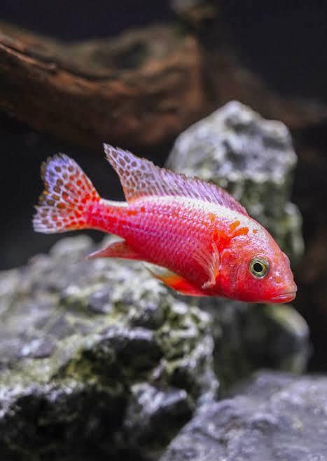 Cichlids 2