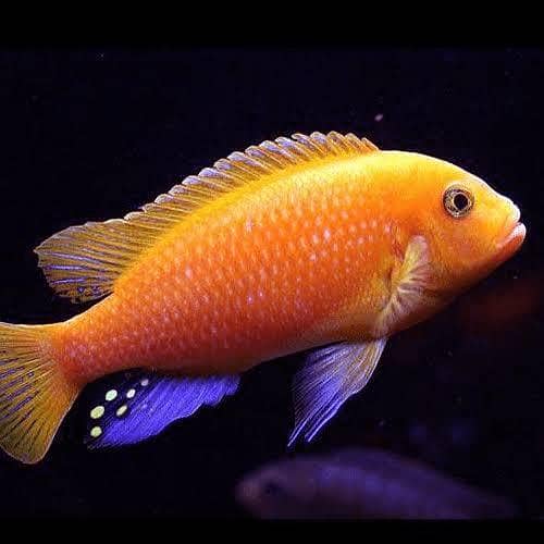 Cichlids 3