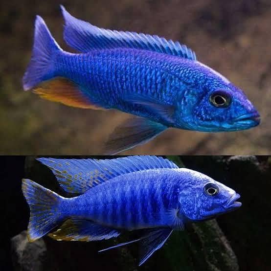 Cichlids 4
