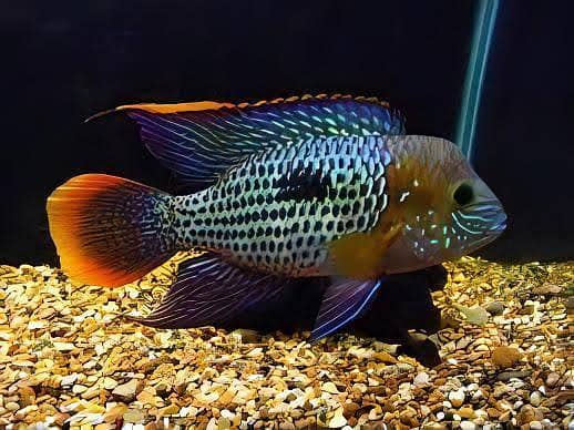 Cichlids 5