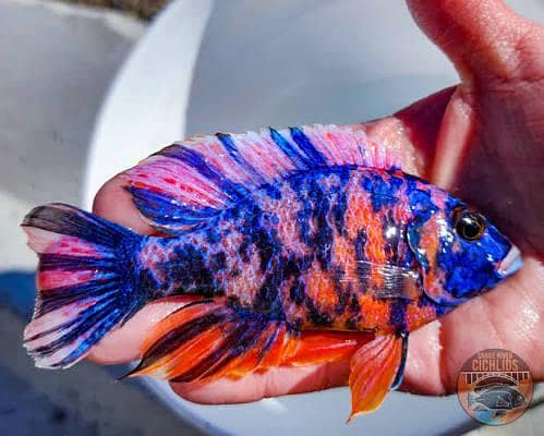 Cichlids 6
