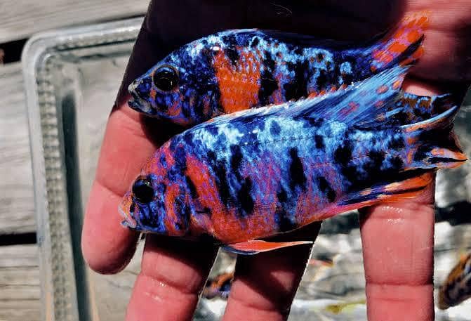 Cichlids 7