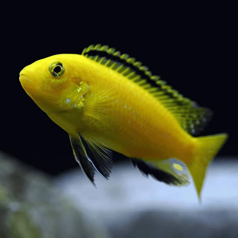 Cichlids 8